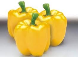 Golden Cal Wonder Pepper seed Capsicum annuum 